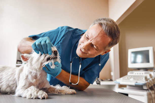 Best Same-Day Emergency Dental Services in Waller, TX